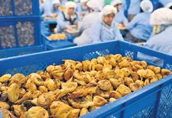 ‘Aflatoksin’ ihracatı kısıtlayabilir