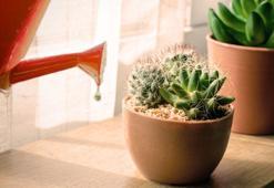 1 damlası yeter, çiçek patlaması başlıyor! Kaktüse sihirli dokunuş, toprağına atın