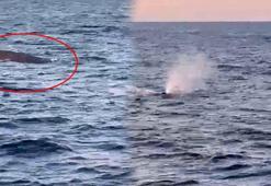 Amatör balıkçılar denizin ortasında şoke oldu! İlk defa görüldü: Tam 20 metrelik dev