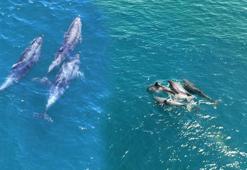 İstanbul Boğazı’nda görüldüler! Sürü halinde gemilere eşlik ettiler