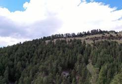 Düzce’de ormanlık alanlara girişler 30 Eylül’e kadar yasaklandı