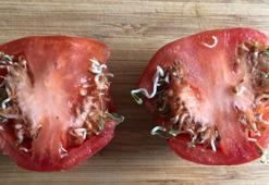 İçi filizlenen domates yenir mi? Kafanız hiç karışmasın, önce kokusuna bakın