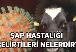 Şap hastalığı nedir ve nasıl bulaşır? Şap hastalığı belirtileri nelerdir?