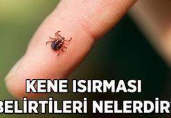 Kene ısırdığında ne yapılmalı ve nasıl korunmalı? Böceğin kene olduğu nasıl anlaşılır?