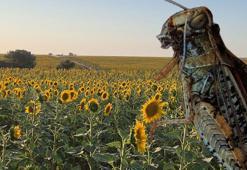 Tekirdağ’ı istila ettiler! Kentteki büyük felaket 15 gün önce başladı