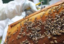 Zonguldak’ta kestane balından 600 ton rekolte bekleniyor