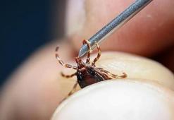 İstanbul'da görünürlüğü artan keneler incelendi! İşte çıkan sonuç