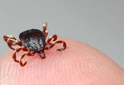 Kene haberleri 🕷 İstanbul'da kene var mı? İstanbul'daki keneler zararlı mı, zararsız mı?