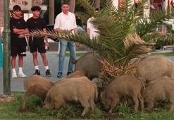 Şok eden manzara! Yaban domuzu sürüsü, ilçe merkezine indi