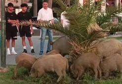 Yaban domuzu sürüsü, ilçe merkezine indi