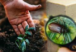 Bahçeye 1 kalıp sabun koyun, haşere ve fareyi unutun! Ne tuzak ne ilaç, en etkilisi