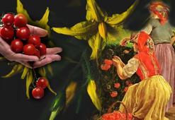 Osmanlı'da kızaran domates neden yenmezdi? 'Günahkâr' dediler, teker teker zehirledi