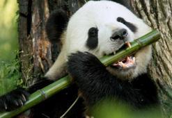 Pandalar etçil olmalarına rağmen neden bambu yer?