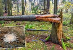 Ne testere ne balta! Mutfaktan alıp dökünce kütüğü çürütüp yok ediyor, iz kalmıyor