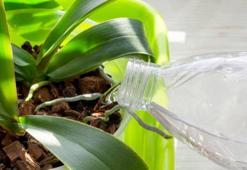 Açmayan orkideyi coşturan gübre! Toprak dibine serpiştirin