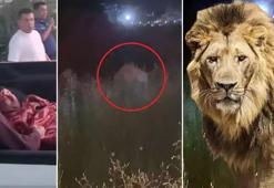 Kafesinden kaçan aslan vatandaşa saldırdı