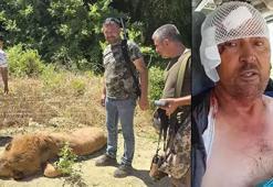 Aslanın saldırdığı vatandaş yaşadığı korku dolu anları anlattı