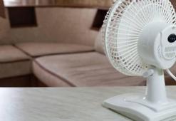 Klima ve vantilatör kadar etkili! İşte evinizi serin tutacak o bitkiler
