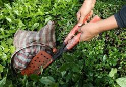 Türk çayı yılın ilk yarısında 104 ülkede alıcı buldu