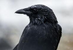 Kargalar nasıl 7 yaşındaki bir insan kadar zeki olabiliyor?