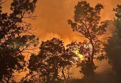 Orman yangını haberleri peş peşe geliyor! Rüzgarın etkisi ile hızla yayıldı
