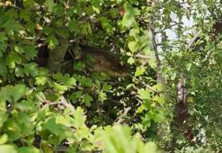 Ağaçta 1 buçuk metrelik yılan paniği! Gerçek çok başka çıktı