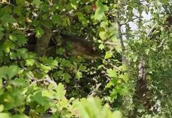 1 buçuk metrelik kertenkele kameralara yakalandı