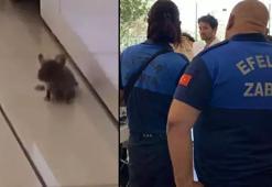 Baklavacıda mide bulandıran görüntü