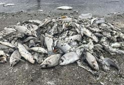 İzmir Körfezi alarm veriyor! Uzmanı uyardı: Balık ölümleri kapıda