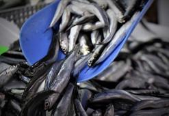 Hamsi yılın ilk yarısında 19 ülkeden alıcı buldu