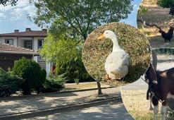 Yalova’da tepki çeken hayvan besleme yasağı! Belediyeden açıklama geldi