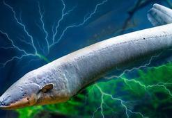 Vücudu elektrik santrali gibi! 860 volt üreten balık rekor kırdı: 'Tek amaçları var'