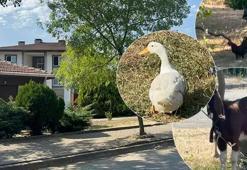 Yalova’da tepki çeken hayvan besleme yasağı! Belediyeden açıklama geldi