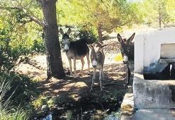 Datça’nın yaban eşekleri yeniden doğada