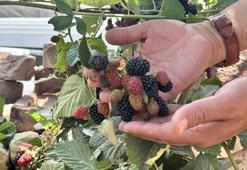 Siirt'te yüksek rakımda deneme üretimi yapılan böğürtlen olumlu sonuç verdi