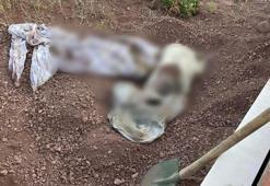 Eskişehir'de mezarlıkta korkunç olay! Bezi açan ekiplerin kanı dondu