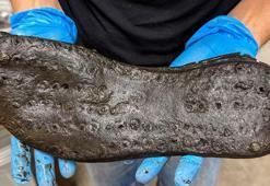 Dünyayı şoke eden keşif: Daha önce hiç bu kadar büyük görülmedi!