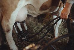 Toplanan inek sütü miktarı mayısta azaldı