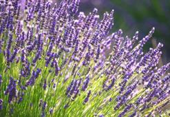 Bahçeyi lavanta cennetine çeviren tüyo! Cimri olmak şart, aşırısı solduruyor