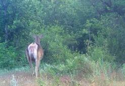 3 gün arayla fotokapana takıldı! İnanılmaz manzara: 'Zarif adımlarla süzülen bir siluet'