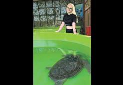 Caretta caretta gönüllüsü oldu!