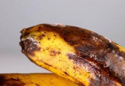 Ne kararma ne de çürüme kalmayacak! Muzu böyle muhafaza edin