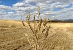 Doğru tohum tercihi kuraklıkta verim kaybını azaltıyor