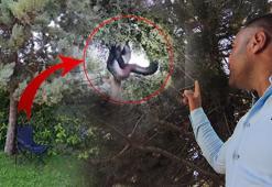 Devasa yılanın beslenme saati: Ağaçtan tuhaf sesler geldiğini duydu, gördüğü manzarayla dehşete kapıldı