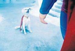 Süper köpek evsiz dostlarını kurtardı