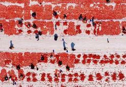 İzmir'de kavurucu sıcakta kuru domates mesaisi başladı