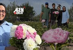 Şakayığa hayran kaldı, İstanbul'u terk etti! Kazandıran Sivas iklimi: 'Talep çok büyük'