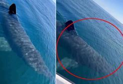 Antalya'da 3 metre uzunluğunda köpek balığı videosuna suç duyurusu