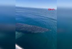 Sosyal medyadaki köpek balığı videosuna suç duyurusu