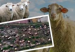 Trabzon'da koyunlar neden donup kaldı? Yağmur altında şaşırtan görüntü: '2 sebebi var'